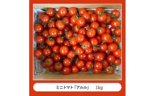 宮崎県産完熟ミニトマト「アルル」1kg 【 新鮮 アルル ミニトマト とまと 野菜 産地直送 宮崎県産川南町産 送料無料 】[D11801]