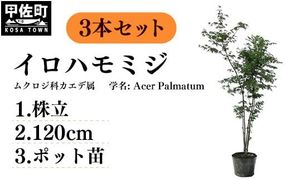 イロハモミジ（伊呂波紅葉）苗木 株立 樹高1.2m前後 3本セット ポット苗 シンボルツリー 落葉樹 植木 庭木【価格改定】