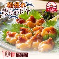 大船渡産 冷蔵 活ホヤ 10個 [下処理あり] 産地直送 朝どれ ほや 海鞘 海産物 海鮮 魚介 魚介類 珍味 大船渡 被災 災害 三陸 岩手県 国産