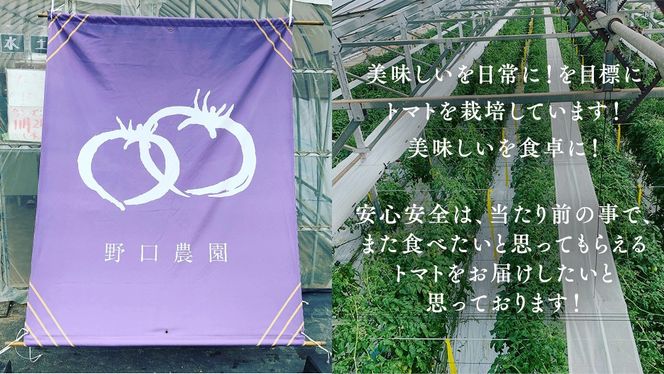 華クイン！プチぷよ！自慢のフルーツ ミニトマトセット！プチぷよ華クインを含む 5パック 約1.4kg トマト ミニトマト プチぷよ フルティカ アイコ 華クイン 新鮮 美味しい 野菜 [J006-NT]