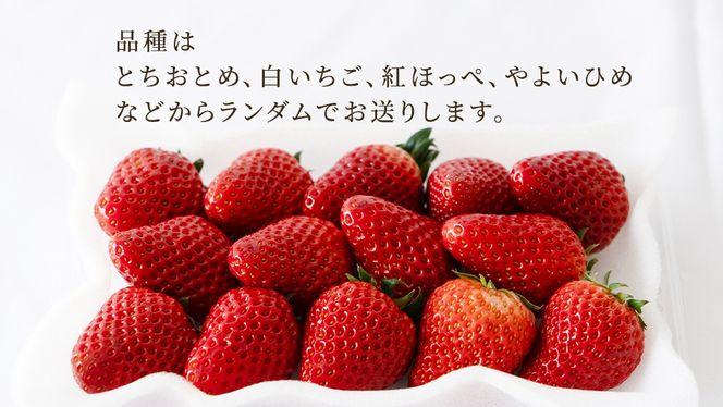 【定期便】いちご3ヶ月連続お届け便 （250g×4パック）×3回　【2026年1月から発送開始】（茨城県共通返礼品 [いちご]：城里町産） | 果物 フルーツ イチゴ 苺 白いちご とちおとめ 紅ほっぺ やよいひめ 定期便