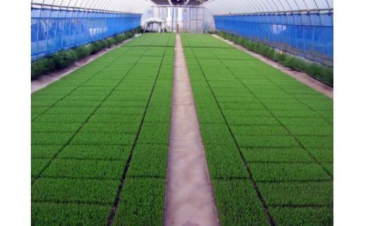 [定期便／3ヶ月] 低農薬栽培の彩のきずな《白米》計27kg (4.5kg×2袋×3ヶ月連続)｜おいしい お米 コメ こめ ご飯 ごはん お取り寄せ 直送 贈り物 贈答品 ふるさと納税 埼玉 杉戸 [0662]