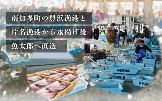 特大天然鯛ひものセット　汐干し　しお干し　塩干し　味醂干し　みりん干し　鯛　たい　ひもの　干物　干物セット　自家製　国産　新鮮　美浜町　愛知県 　冷凍　※北海道・沖縄・離島への配送不可