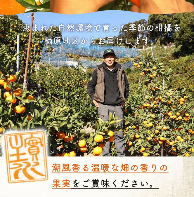 主井農園 高級 清見オレンジ 約2kg サイズ混合_ZS6156