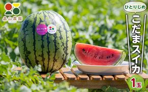 【2026夏発送】ひとりじめ こだま スイカ 1玉 北海道 富良野産 すいか 西瓜 夏 フルーツ ふらの 甘い 糖度 小玉 (畠山農園）