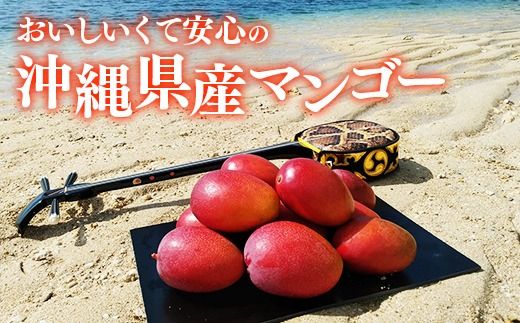 【化粧箱入】【先行受付・2026年発送】伊集農園  沖縄県産マンゴー（贈答用）約1kg - 先行予約 沖縄 産地直送 南国フルーツ 旬の味覚 旬のフルーツ 沖縄県 八重瀬町