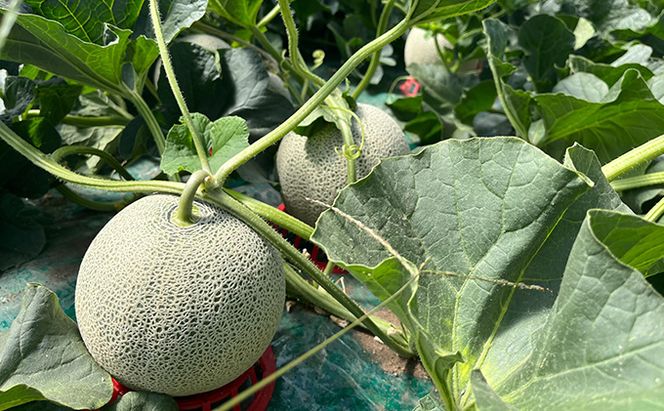 【2026年7月～発送】北海道 富良野産 厳選 赤肉 メロン 2玉 計約3.2kg(吉中農園) メロン フルーツ 果物 新鮮 甘い 贈り物 ギフト 道産 ジューシー おやつ ふらの ブランド 夏 