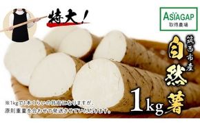 ASIAGAP認証農場 の 自然薯 1kg 茨城県 筑西市産 じねんじょ 山芋 芋 イモ いも とろろ 山菜 ASIAGAP [DD001ci]