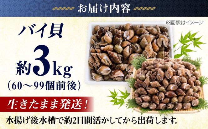 豊前海産 バイ貝 3kg (60〜99個前後) 《築上町》【明青丸】 バイガイ 貝 カイ[ABCB015]