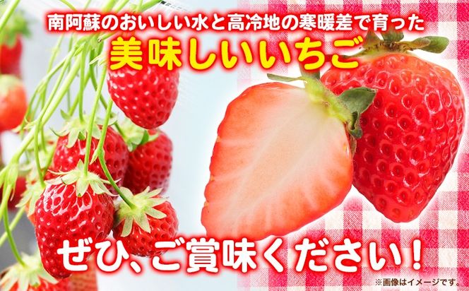 朝摘みいちご 恋みのり 280g×4パック 高地栽培 味采市場 《1月末-3月末頃より出荷予定》 熊本県南阿蘇村 味采市場 いちご 苺 イチゴ フルーツ くだもの 果物---sms_cajicgkm_ec13_24_13000_1120g---