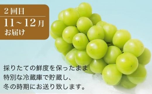 秋と冬のシャインマスカット2回定期便 約1kg × 2回 合計 約2kg ［小布施屋］ フルーツ ぶどう 果物 くだもの 葡萄 ブドウ 長野県産 信州産 クール便 冷蔵便 数量限定 先行予約 送料無料 令和7年産 【2025年10月～12月発送】 ［J-8］
