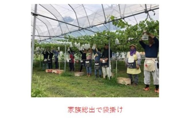 シャインマスカット 1房 巨峰 2～3房 ぶどう 食べ比べ セット 2種類 配送不可 離島 フルーツ 果物類 高級フルーツ 