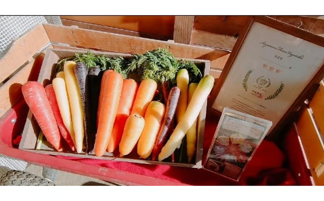 〈予約受付〉メディア出演多数！【期間限定】（お試し） 冬の寒さでぎゅっと濃い！虹色のカラフルにんじん 2kg H022-015