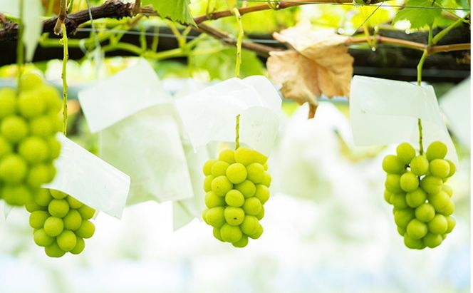 シャインマスカット 約 2kg (4～5房) 先行予約 ぶどう 種なし 果物 2026年 9月～発送