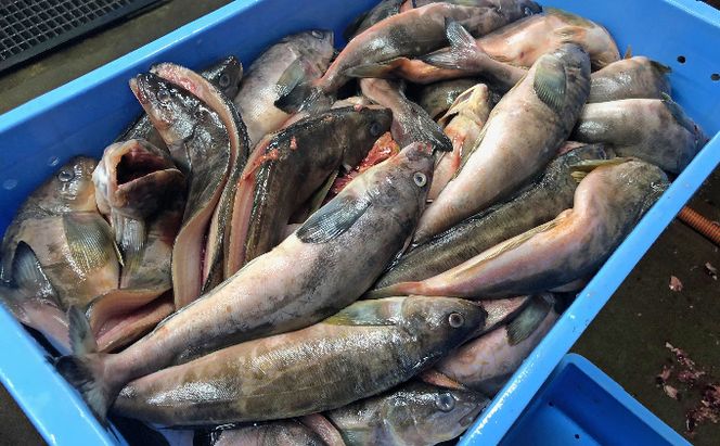 北海道 礼文島産 北の荒波が育んだ 極上 肉厚 開きほっけ 大サイズ350g以上×8枚［マルキュウ ジンポーフーズ］【 ほっけ ホッケ 開きほっけ 干物 大サイズ 肉厚 脂のり 焼き魚 海鮮 北海道産 絶品 大容量 】