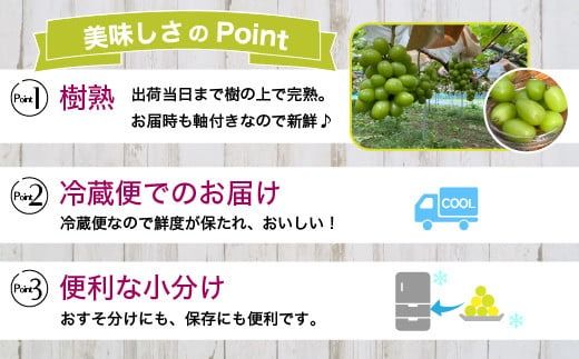 【早期予約】訳あり シャインマスカット 約2kg｜樹熟 粒 約14パック 富山県産 マスカット ぶどう ブドウ 葡萄 ※北海道・沖縄・離島への配送不可 ※2024年10月上旬～12月下旬頃に順次発送予定