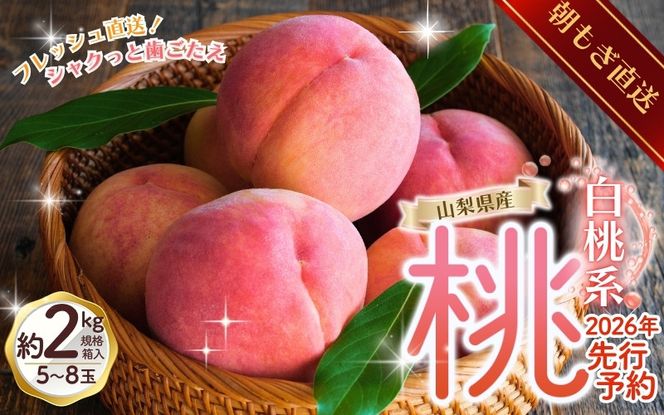 【先行予約】朝もぎ直送！ 「  桃 白桃 系 」 5～8玉 約2kg規格箱入り【高機能共選機使用】【先行予約】 選び抜かれた 桃 山梨県産 モモ 白桃 フルーツ 果物 くだもの 人気 産地直送 厳選 贈答 贈り物 甘い 予約 [注目]【tab0097】