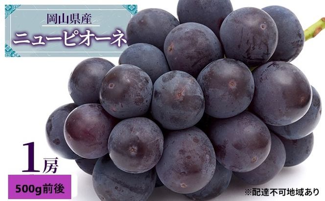 ぶどう 2026年 先行予約 ニュー ピオーネ 1房 500g前後 ブドウ 葡萄 岡山県産 国産 フルーツ 果物 ギフト 果物類 巨峰 [№5735-1887]