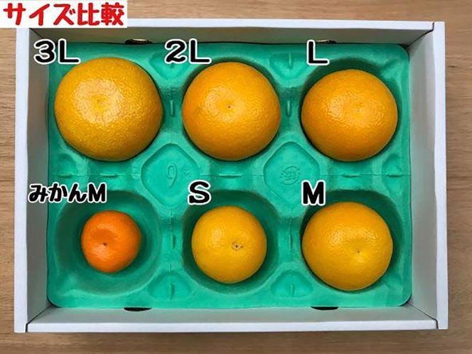 化粧箱 手詰め 有田 はっさく 特秀 L サイズ × 8玉入 南泰園 BS702