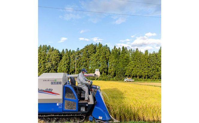 米 定期便 12ヶ月 新之助 5kg 精米 白米 お米 新潟米新之助  新潟米 新潟 十日町市 定期 12回