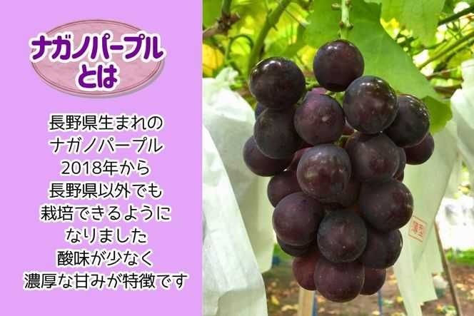 ナガノパープル2房(約1kg) ぶどう ナガノパープル フルーツ 大粒、種なし、皮ごと食べられる黒ぶどう　ナガノパープル