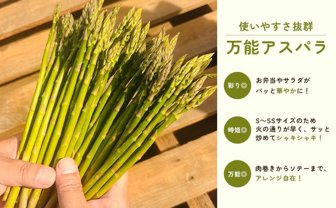 2027年春発送！ふらの グリーンアスパラ 約1.5kg [ 数量限定 先着順 アスパラ アスパラガス 野菜 新鮮 直送 北海道 富良野 ]