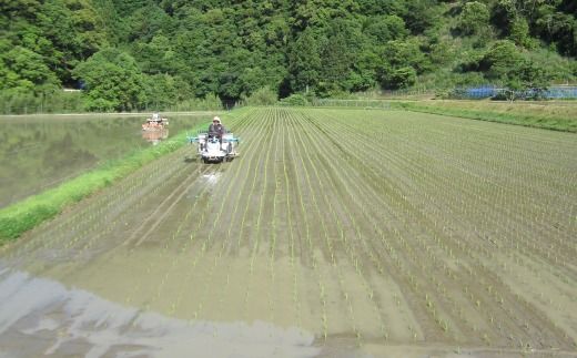 【令和7年産 新米 早期受付 数量限定】 四万十 の 米どころ 山間地域で育てた 大宮米 コシヒカリ 10kg 高知県 高知 しまんと 国産 お米 米 白米 精米 こしひかり 低農薬栽培 ご飯 産地直送 【2025年9月中旬より順次配送】25-305