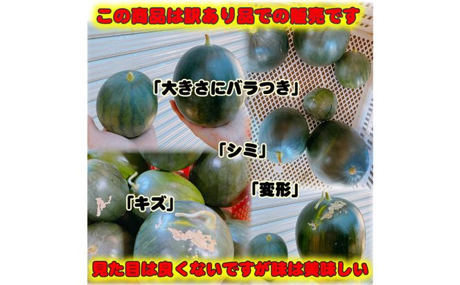【先行予約】黒皮小玉スイカ 訳あり 鳥取県北栄町産 農家指定（こちらの返礼品は、大栄西瓜ではありません） 313726_CK006
