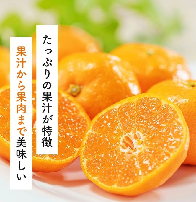 【10月発送】＼先行予約／ 有田 育ちの完熟 有田 みかん 家庭用 2.2kg(2kg+200g) / 有田みかん 柑橘 甘い フルーツ 果物 産地直送 和歌山 ※北海道・沖縄・その他離島地域は発送不可 【ard004-c-2d2-10A】