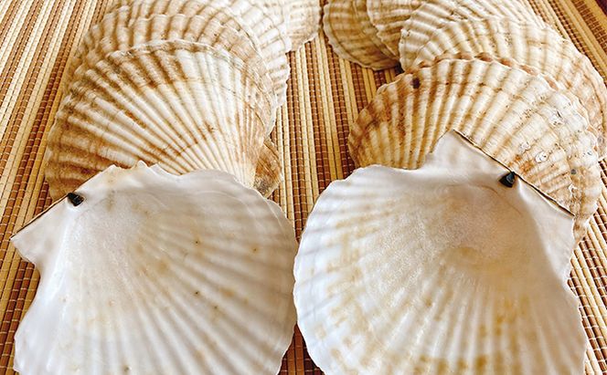 ☆使い道は様々☆ホタテの貝殻　15枚前後　 ほたて インテリア ハンドメイド 