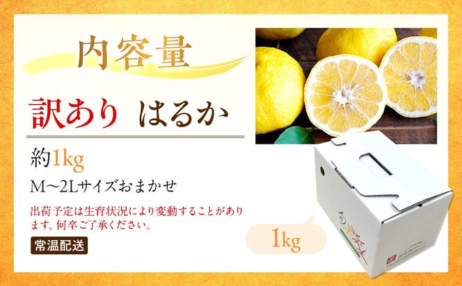 訳あり はるか 1kg M～2Lサイズおまかせ 高石垣ファーム   K017