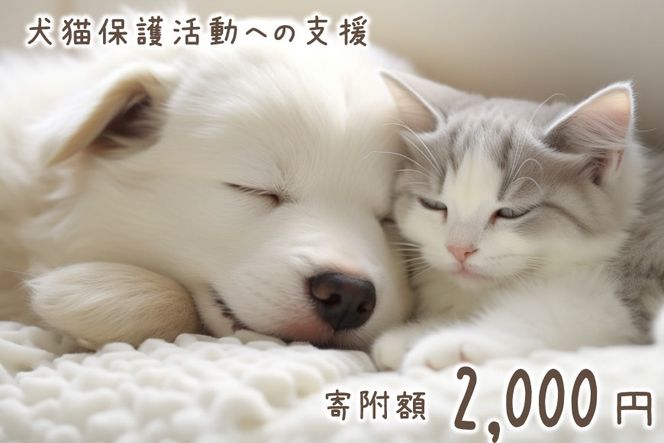 犬猫保護活動への支援 2000円 [NPO法人セブンデイズ 福岡県 筑紫野市 21761488] 保護 動物 犬 猫 犬猫 保護犬 支援 応援 イヌ ネコ いぬ ねこ ペット動物愛護 愛護 保護活動