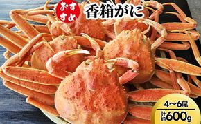 【おすすめ】香箱がに4～6尾（計約600g） ※2025年11月中旬～2026年1月上旬頃に順次発送予定