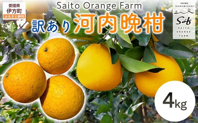 【先行予約】Saito Orange Farmの訳あり河内晩柑4kg ※2027年4月下旬頃より順次発送予定 IKTAQ004