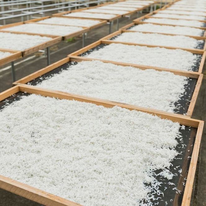 特上茹でたて釜揚げしらす　木箱入り1kg【冷蔵】無添加・無着色 【mar109】