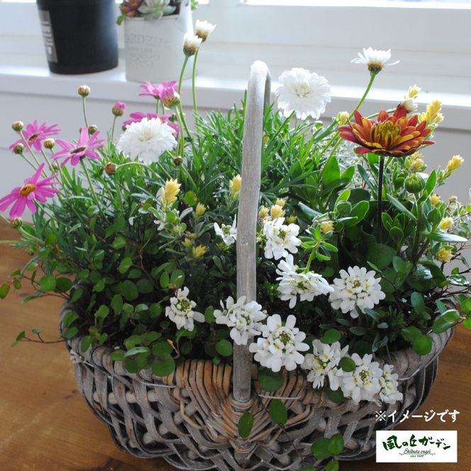 【定期便3回】季節の寄せ植え（ガーデニング ギフト寄せ植え 贈答用寄せ植え 母の日 誕生日 記念 定期便）