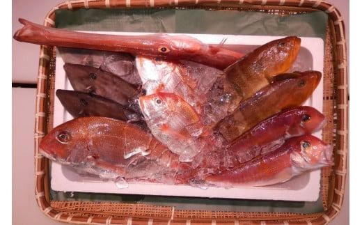 ＼朝どれ新鮮／ 鮮魚セット (大) 約4～5kg前後 目利きのプロが厳選した旬の魚をその日の内に発送！【nss405】