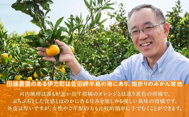 【先行予約】【数量限定】田縁農園の河内晩柑約7kg ※離島への配送不可 （2027年4月10日より順次発送）IKTA020