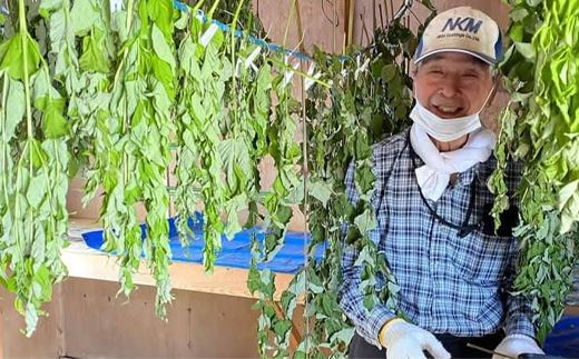 タラノキ茶 36g(1.5g x 24包) お茶 茶葉 ティーパック 健康茶