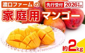 【先行受付】【2026年発送】渡口ファームの家庭用マンゴー約2kg - 先行予約 沖縄県産 産地直送 南国フルーツ 旬の味覚 季節の果物 ご自宅用 沖縄マンゴー 沖縄県 八重瀬町