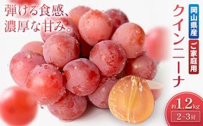 【2027年先行予約】ご家庭用 岡山県産 クインニーナ 約1.2kg 2～3房 晴れの国おかやま館 (つむぐ株式会社) 《2027年9月中旬-9月下旬頃出荷》岡山県 笠岡市 フルーツ 果物 果実 訳あり ぶどう 赤ぶどう 葡萄 ブドウ【配送不可地域：離島】---H-107---