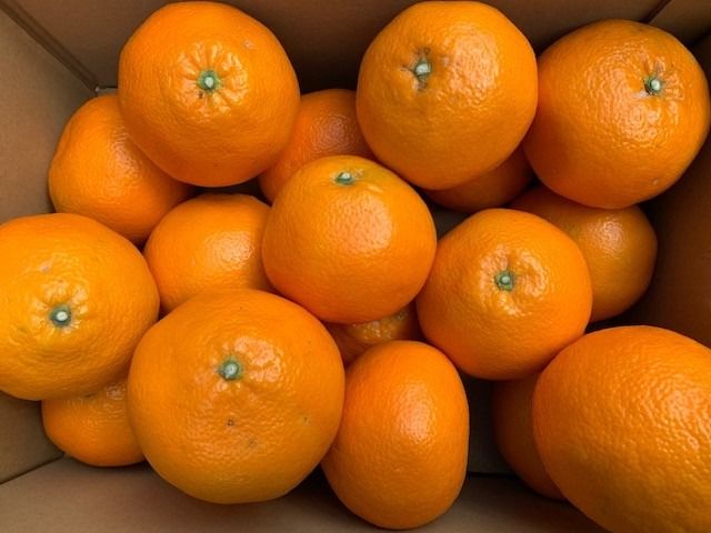 いよかん 赤秀品 5kg（L、2L/サイズ指定不可） CC30