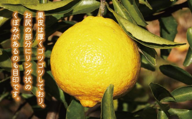 数量限定 先行予約 はるか 3kg 7000円 みかん mikan 蜜柑 ミカン 国産 産地直送 農家直送 期間限定 特産品 ゼリー ジュース アイス 等に 人気 限定 フルーツ 果物 柑橘 甘い おいしい ジューシー お取り寄せ ギフト プレゼント サイズ ミックス あいなんマザーズ 愛南町 愛媛県