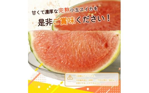 紀州和歌山産小玉スイカ「ひとりじめ」２玉【予約】※2026年6月上旬頃～7月上旬頃に順次発送予定(お届け日指定不可) スイカ すいか 果物【uot779A】
