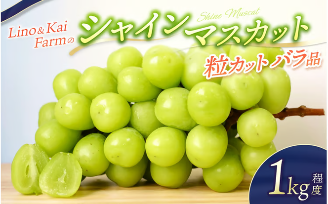 【2026年先行予約】 【粒カットバラ品】 Lino＆Kai Farmのシャインマスカット(1kg程度） / 朝採れ ぶどう 岡山 真庭市 シャインマスカット 高級 ギフト 大粒 果物 ご自宅用 人気 産地直送 国産 数量限定 種なし 【linokai003-02】