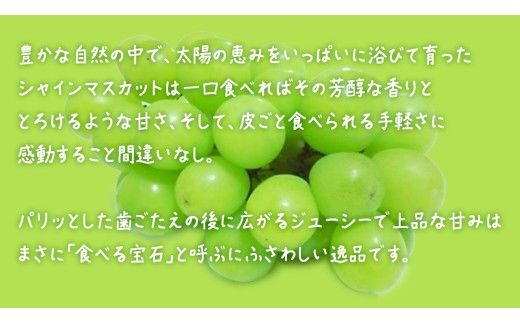 【 お中元 熨斗付き】 シャインマスカット １房 【2026年7月上旬発送開始】(茨城県共通返礼品：大子町)  ぶどう 葡萄 ブドウ マスカット フルーツ 果物 贈答用 ギフト 贈り物