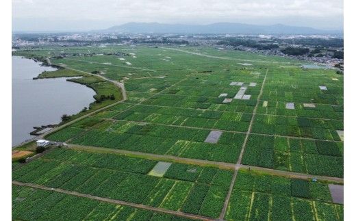 【定期便2ヶ月】【訳あり】土浦市産 れんこん 2㎏　味で勝負！タップリ大満足！ すずき蓮根農園のご家庭用れんこん「竹 2キロ」 ｜ 産地直送 茨城県 レンコン 蓮根 野菜 シャキシャキ ※2026年8月～発送