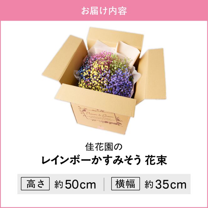 【佳花園】レインボーかすみそう 花束［156K03］