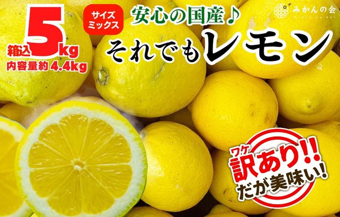 ya̎RLc쒬z󂠂  Bi  5kg(eʖ4.4kg) a̎RLcYiTCY~bNXjỷ݂z  AX80