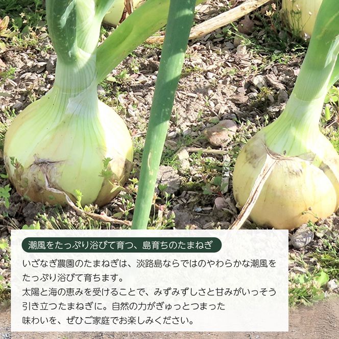 【新玉ねぎ】いざなぎ農園の淡路島玉ねぎ 5kg【発送時期2026年5月頃】
